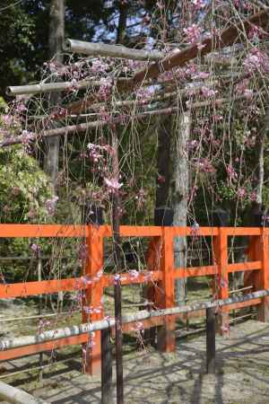 上賀茂神社　風流桜