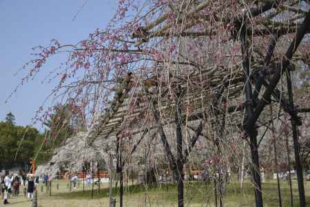 上賀茂神社　斎王桜はまだ蕾