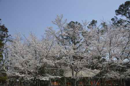 上賀茂神社　一面の桜