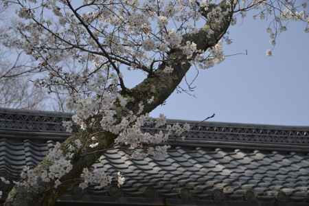 常照寺　吉野門のサクラ