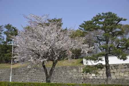 二条城　お堀の桜
