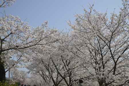 桜が満ちる