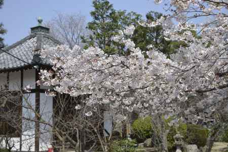 本満寺　春満ちて