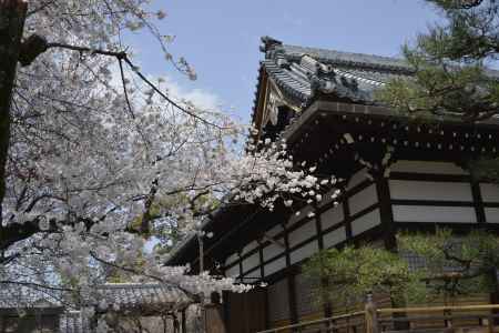 本満寺　本堂と桜