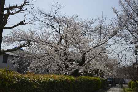 本満寺　空に伸びる桜枝