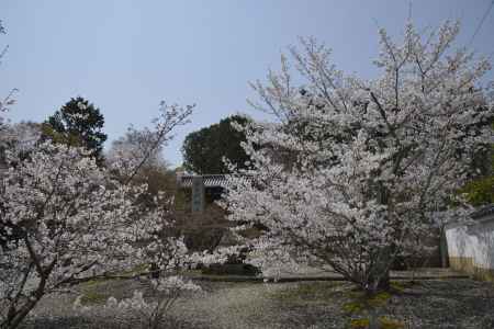 光明寺　門前のサクラ