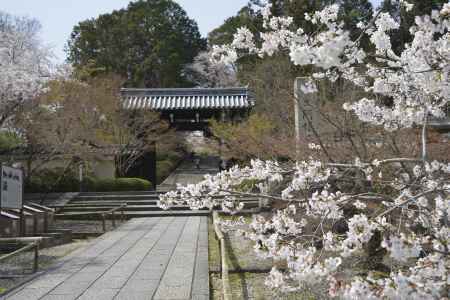 光明寺　門とサクラ