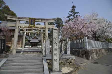 大歳神社　鳥居と桜