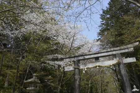 大原野神社　鳥居にサクラ