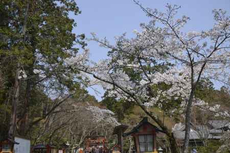 大原野神社　境内の桜