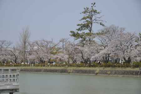 長岡天満宮　サクラ並木