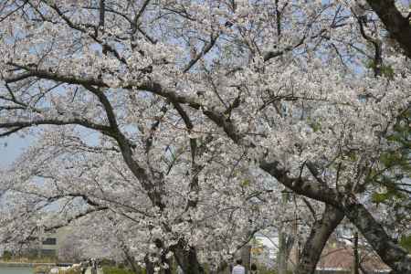 長岡天満宮　池のそばの満開の桜