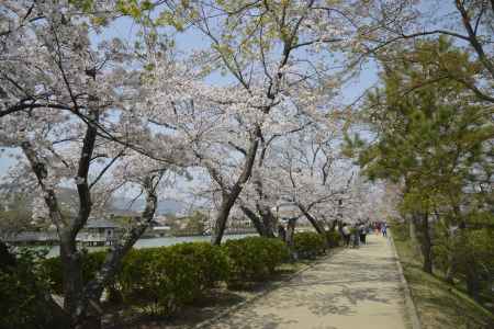 長岡天満宮　桜道