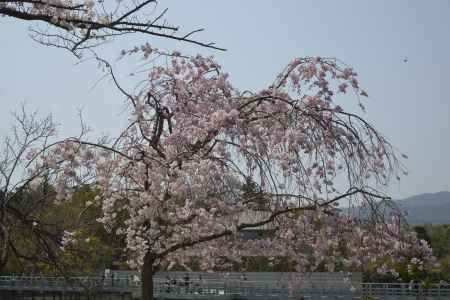 長岡天満宮　池の紅しだれ