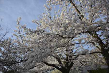 上品蓮台寺　華やぐ桜