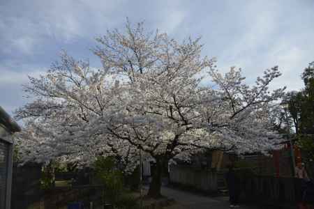 上品蓮台寺　見事です