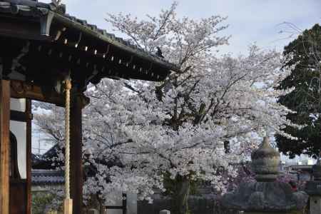 上品蓮台寺　華やぐ境内