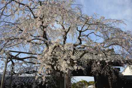 妙覚寺　門前桜