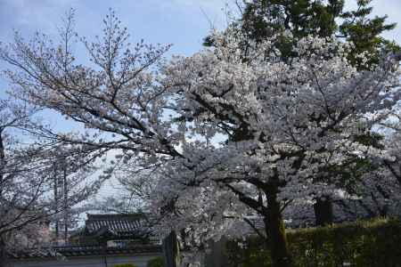 妙顕寺　見頃の桜