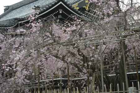 佛光寺　八重紅枝垂桜