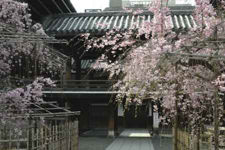 佛光寺　心和ます枝垂桜