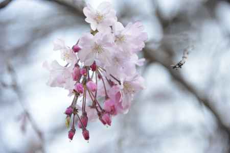 佛光寺　ほころぶ桜