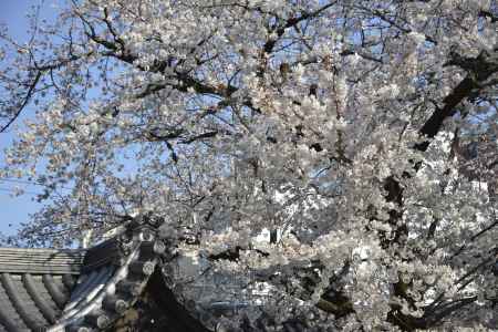 佛光寺　咲き誇るソメイヨシノ