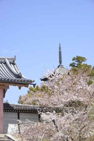 仁和寺　満開の桜