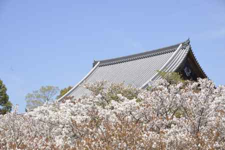 仁和寺　大屋根に満開の桜
