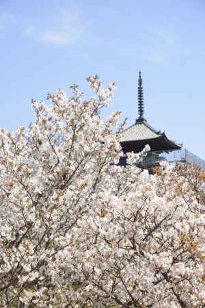 仁和寺　あふれる桜香