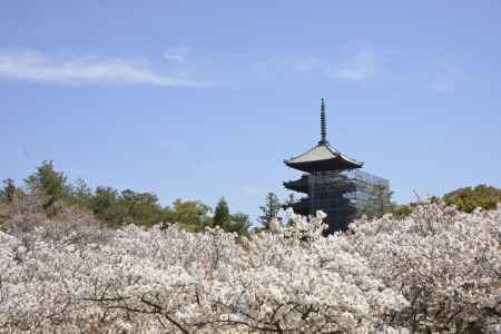 仁和寺　一面の御室桜