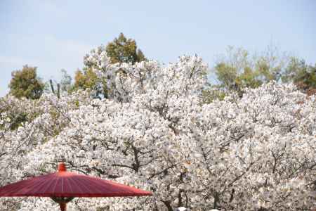 仁和寺　満ち溢れる桜