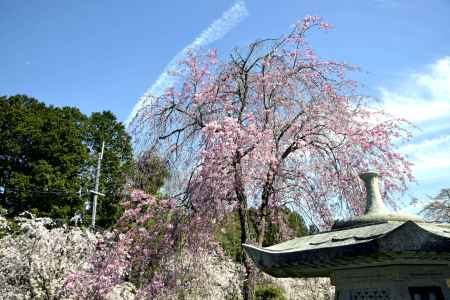 妙満寺　春空の下