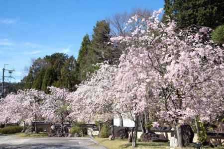 妙満寺　桜道