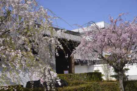 妙顕寺　枝垂れる桜