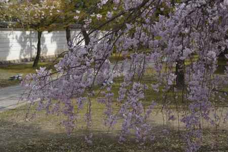 妙顕寺　地に着くまでも