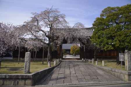 妙覚寺　桜の大門