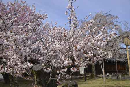 妙覚寺　春長閑