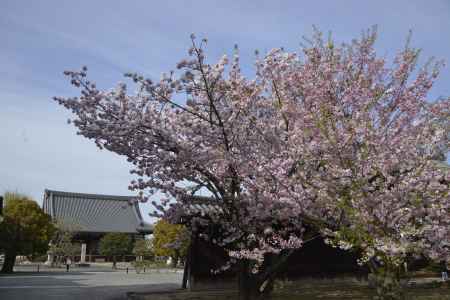 妙覚寺　春芽吹く