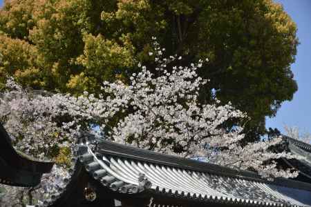 佛光寺　桜屋根