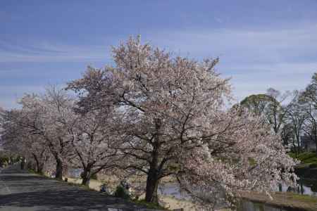 桜続く半木の道