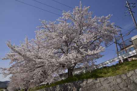 半木の道　花と空