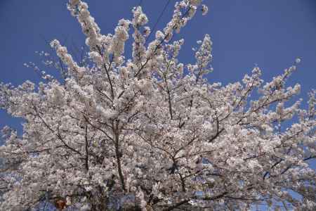 一面桜