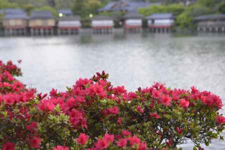 長岡天満宮　赤く咲く