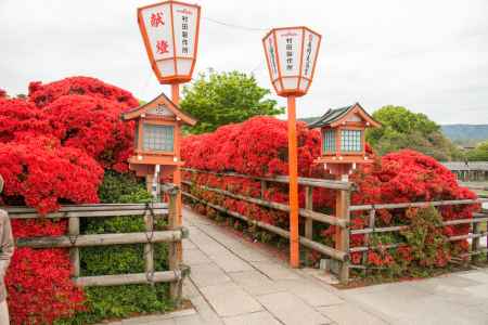 長岡天満宮　つつじの参道