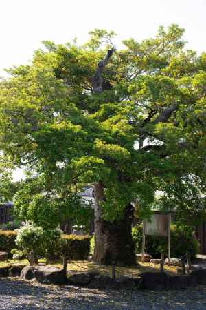 乙訓寺の大樹