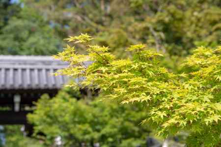 光明寺　若もみじ