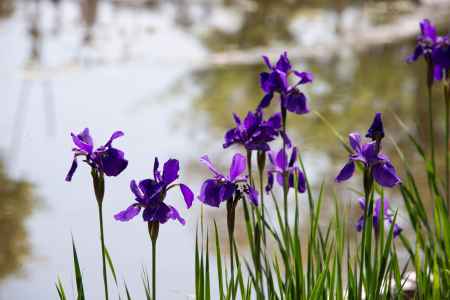 長岡天満宮　皐月の菖蒲２