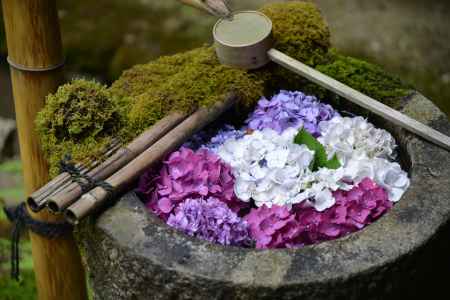 柳谷観音　苔むす花手水