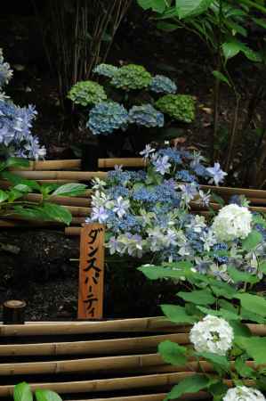 柳谷観音　踊り出す紫陽花